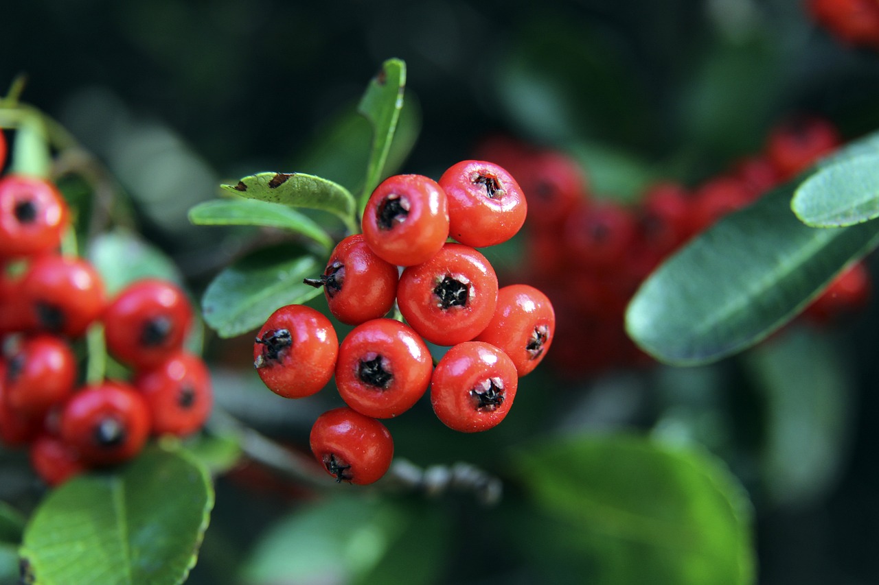 运用和执行 运用和执行