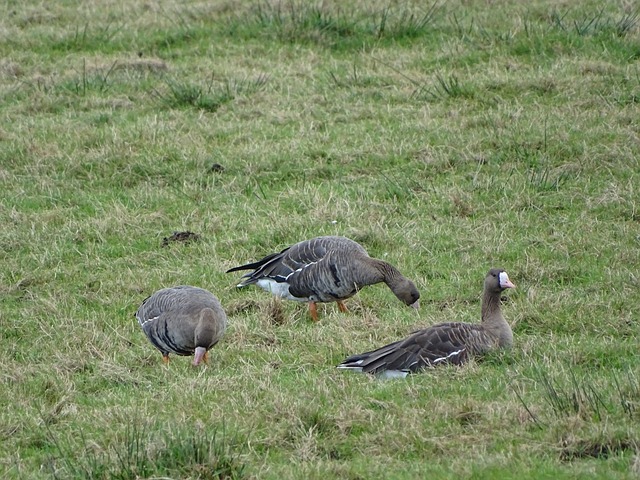 鲁克林篮网 鲁克林篮网